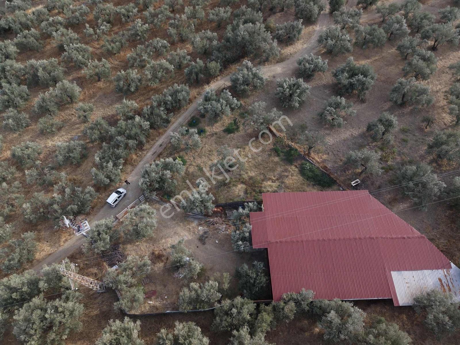Güçlü Kardeşler Yeşilyurtda 1440m2 Çiftlik Tadında Zeytinlik — fotoğraf 27