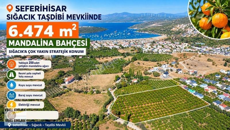 Seferihisar Sığacık Karagöl Mevkiinde 6.474 M² Mandalina Bahçesi