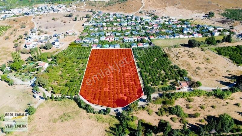 Seferihisar Sığacık Karagöl Mevkiinde 6.474 M² Mandalina Bahçesi — fotoğraf 4