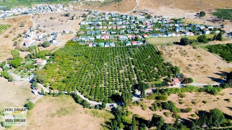 Seferihisar Sığacık Karagöl Mevkiinde 6.474 M² Mandalina Bahçesi — fotoğraf 6