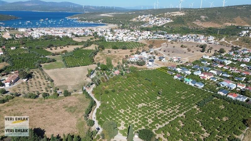 Seferihisar Sığacık Karagöl Mevkiinde 6.474 M² Mandalina Bahçesi — fotoğraf 7