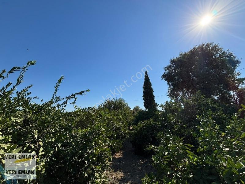 Seferihisar Sığacık Karagöl Mevkiinde 6.474 M² Mandalina Bahçesi — fotoğraf 14
