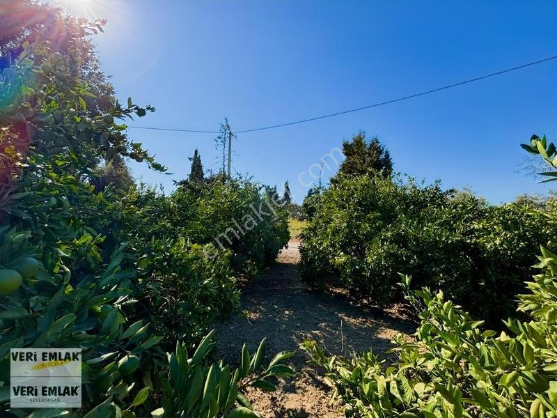 Seferihisar Sığacık Karagöl Mevkiinde 6.474 M² Mandalina Bahçesi — fotoğraf 15