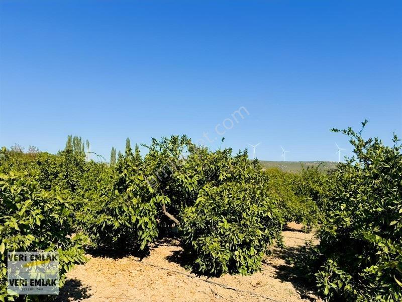 Seferihisar Sığacık Karagöl Mevkiinde 6.474 M² Mandalina Bahçesi — fotoğraf 16