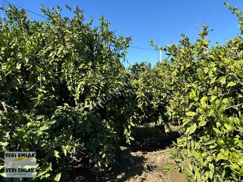 Seferihisar Sığacık Karagöl Mevkiinde 6.474 M² Mandalina Bahçesi — fotoğraf 18