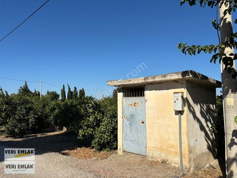 Seferihisar Sığacık Karagöl Mevkiinde 6.474 M² Mandalina Bahçesi — fotoğraf 19