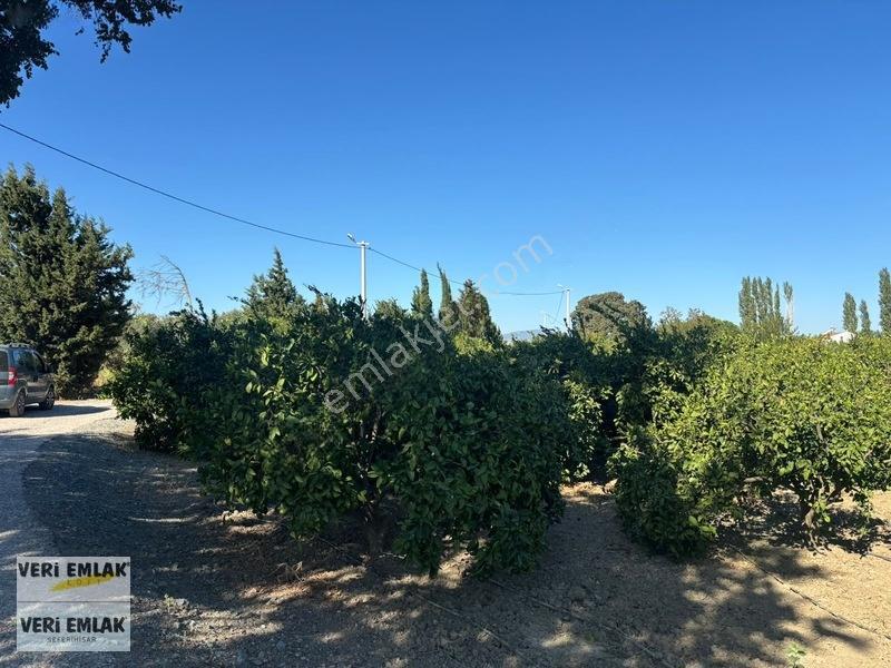 Seferihisar Sığacık Karagöl Mevkiinde 6.474 M² Mandalina Bahçesi — fotoğraf 24