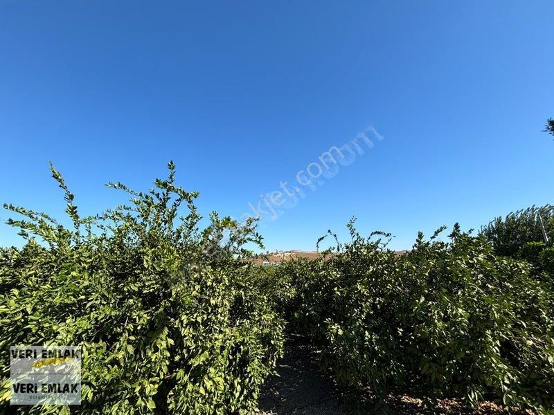 Seferihisar Sığacık Karagöl Mevkiinde 6.474 M² Mandalina Bahçesi — fotoğraf 25