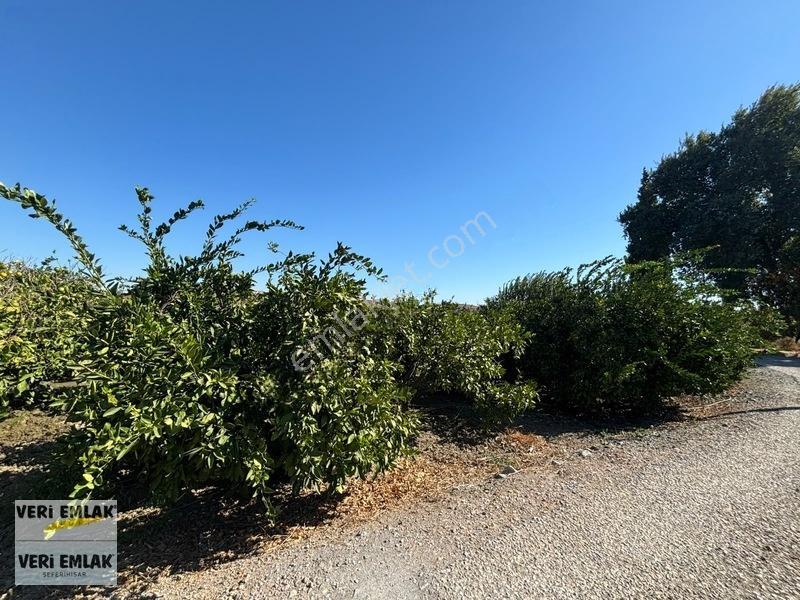 Seferihisar Sığacık Karagöl Mevkiinde 6.474 M² Mandalina Bahçesi — fotoğraf 26