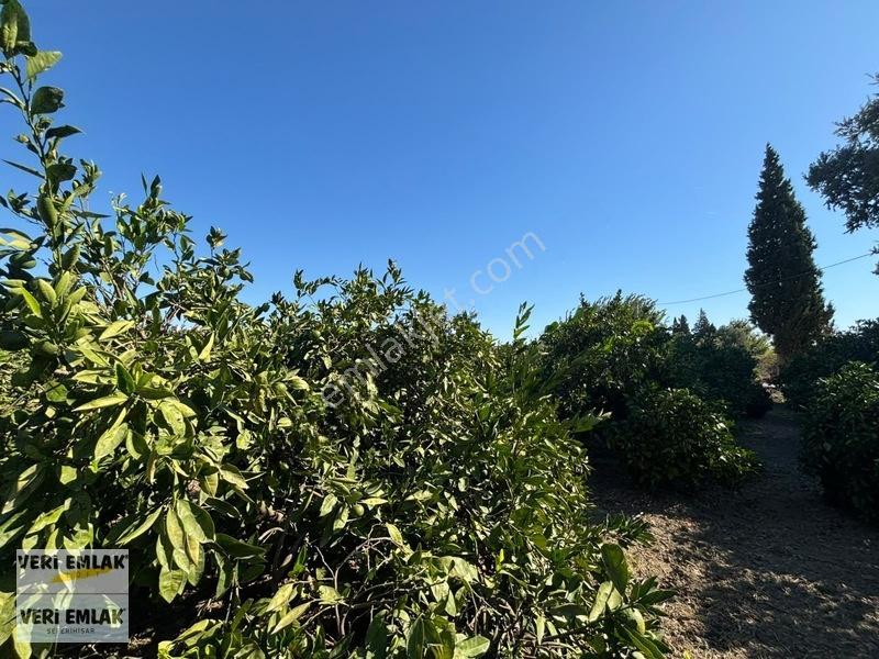 Seferihisar Sığacık Karagöl Mevkiinde 6.474 M² Mandalina Bahçesi — fotoğraf 27