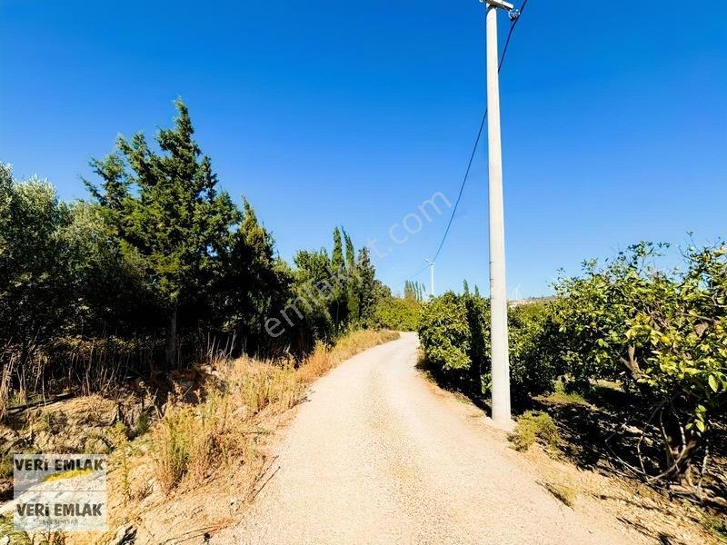 Seferihisar Sığacık Karagöl Mevkiinde 6.474 M² Mandalina Bahçesi — fotoğraf 28