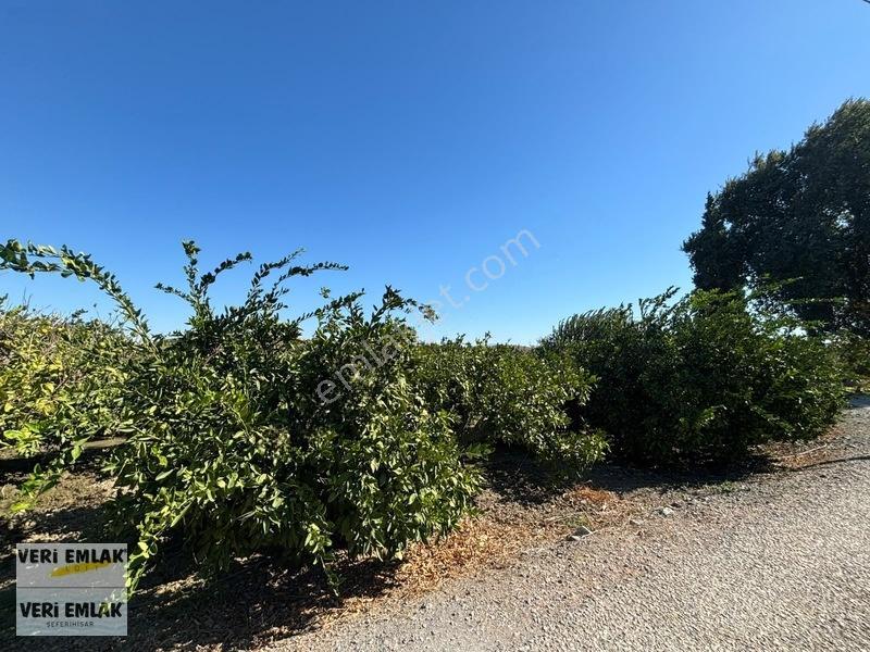Seferihisar Sığacık Karagöl Mevkiinde 6.474 M² Mandalina Bahçesi — fotoğraf 29