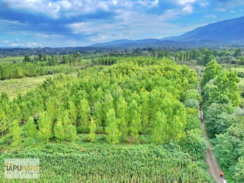 Tapuhane'den Çamlıcada Satılık 13.460m2 Kavaklık — fotoğraf 2