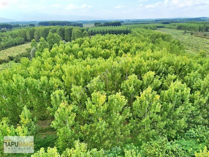Tapuhane'den Çamlıcada Satılık 13.460m2 Kavaklık — fotoğraf 4