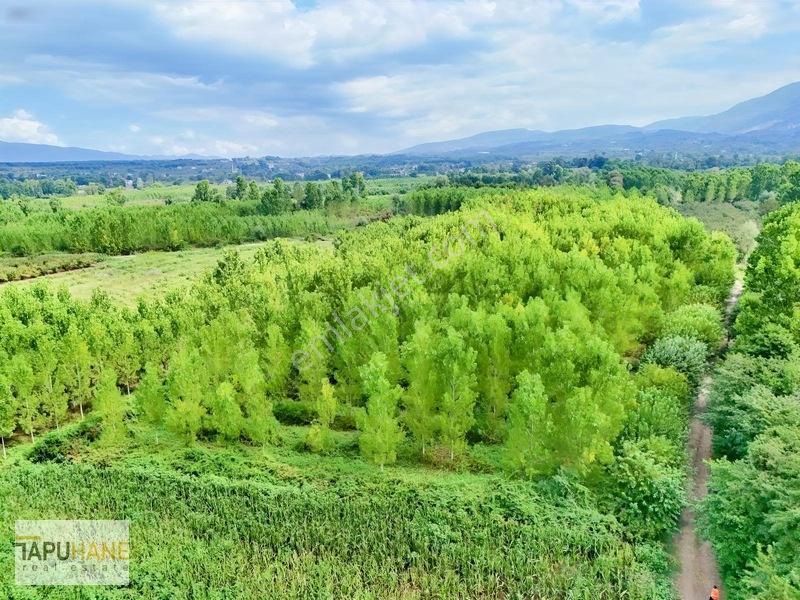 Tapuhane'den Çamlıcada Satılık 13.460m2 Kavaklık — fotoğraf 5
