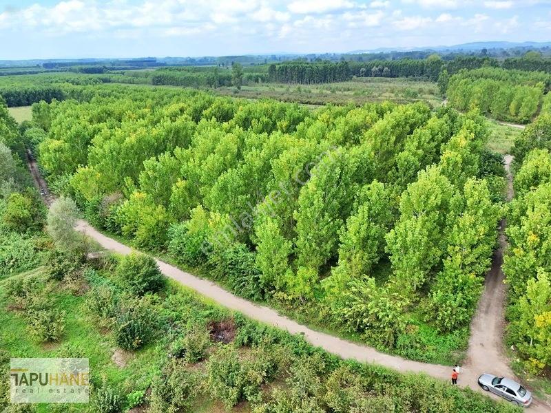 Tapuhane'den Çamlıcada Satılık 13.460m2 Kavaklık — fotoğraf 6