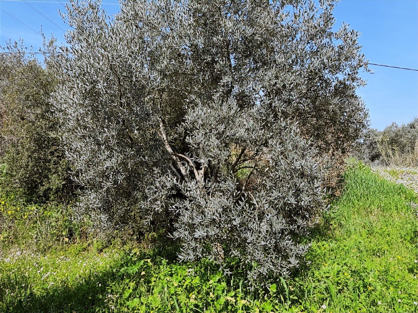 Aydın Söke Argavlı'da Satılık.. Zeytin,incir Bahçesi.... — fotoğraf 8
