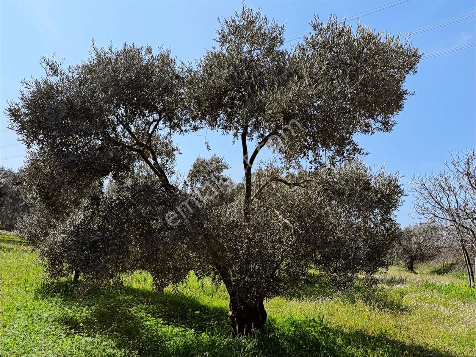Aydın Söke Argavlı'da Satılık.. Zeytin,incir Bahçesi.... — fotoğraf 9