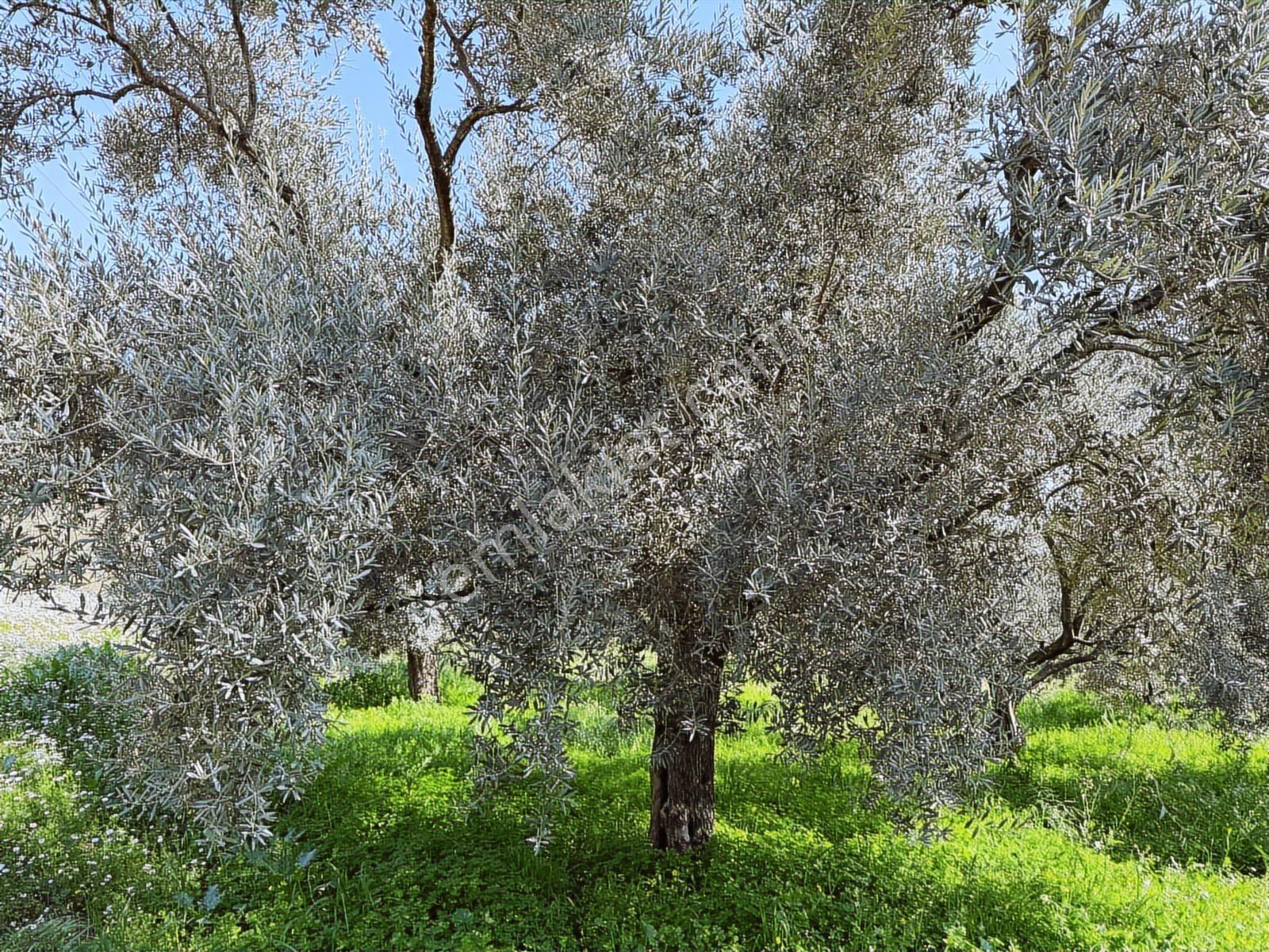 Aydın Söke Argavlı'da Satılık.. Zeytin,incir Bahçesi.... — fotoğraf 12