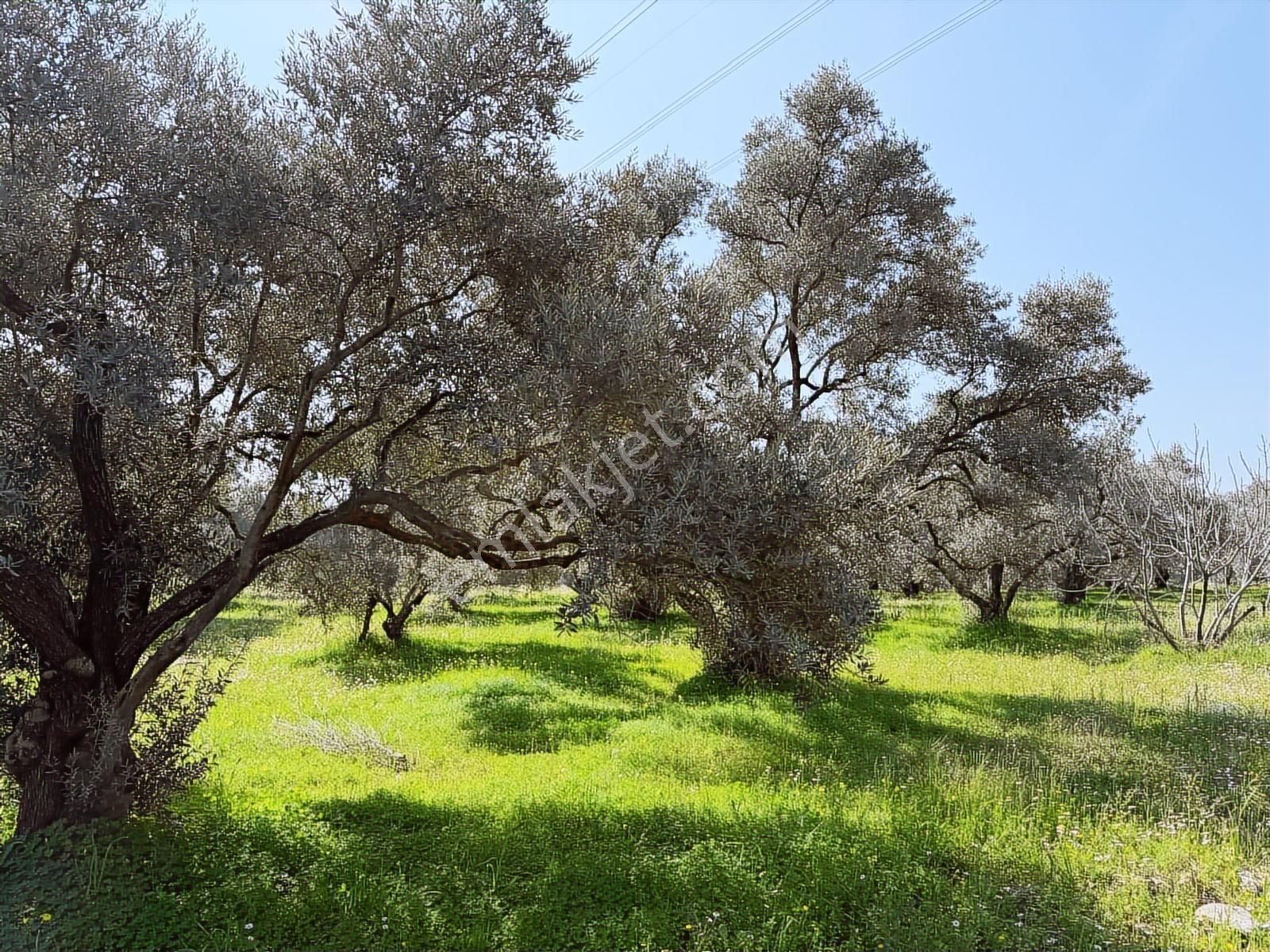 Aydın Söke Argavlı'da Satılık.. Zeytin,incir Bahçesi.... — fotoğraf 13