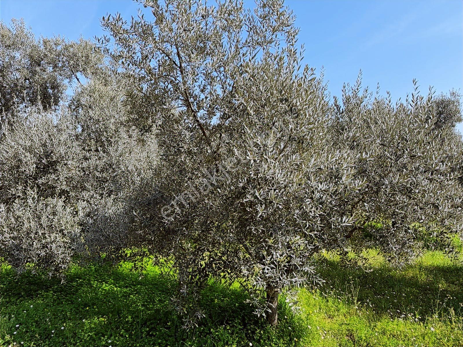Aydın Söke Argavlı'da Satılık.. Zeytin,incir Bahçesi.... — fotoğraf 17