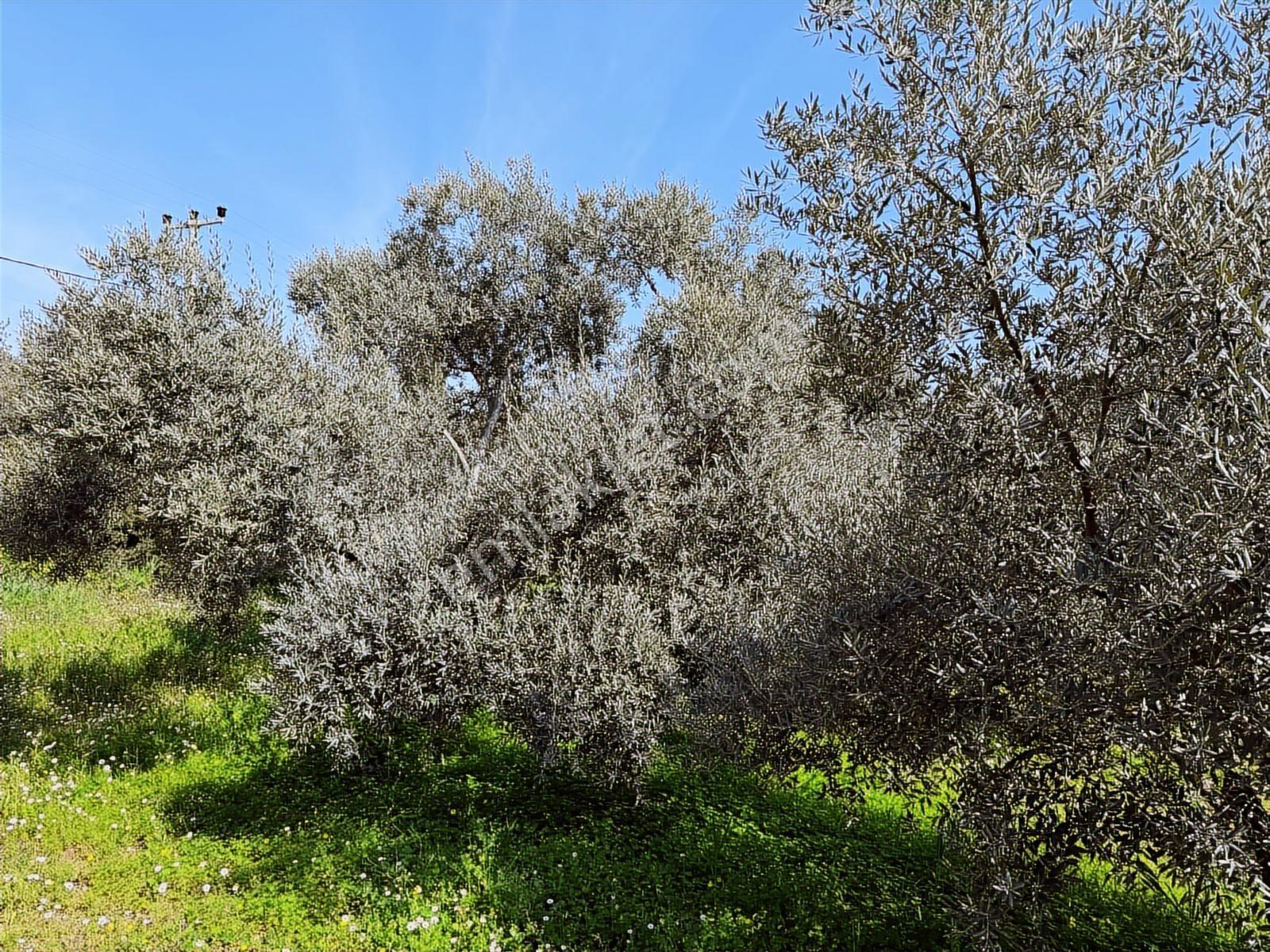 Aydın Söke Argavlı'da Satılık.. Zeytin,incir Bahçesi.... — fotoğraf 18