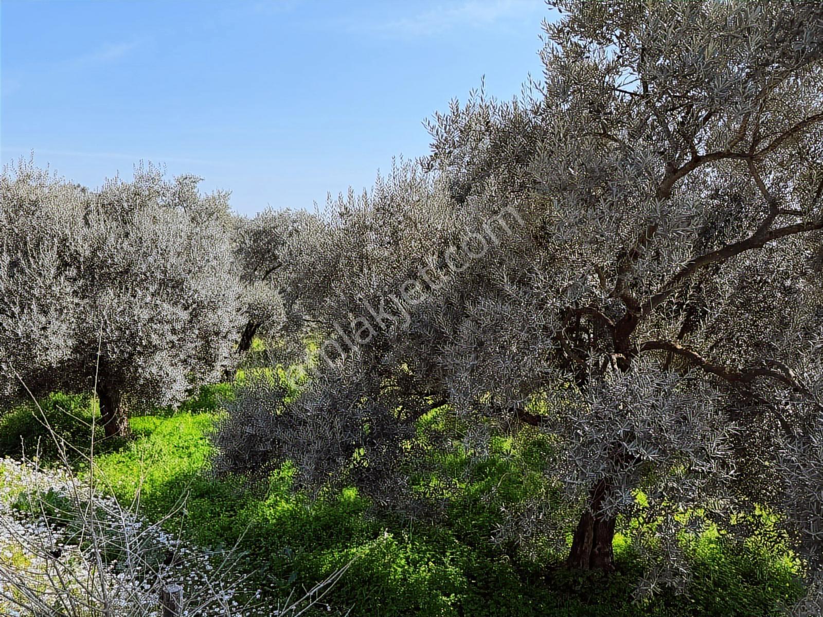Aydın Söke Argavlı'da Satılık.. Zeytin,incir Bahçesi.... — fotoğraf 21