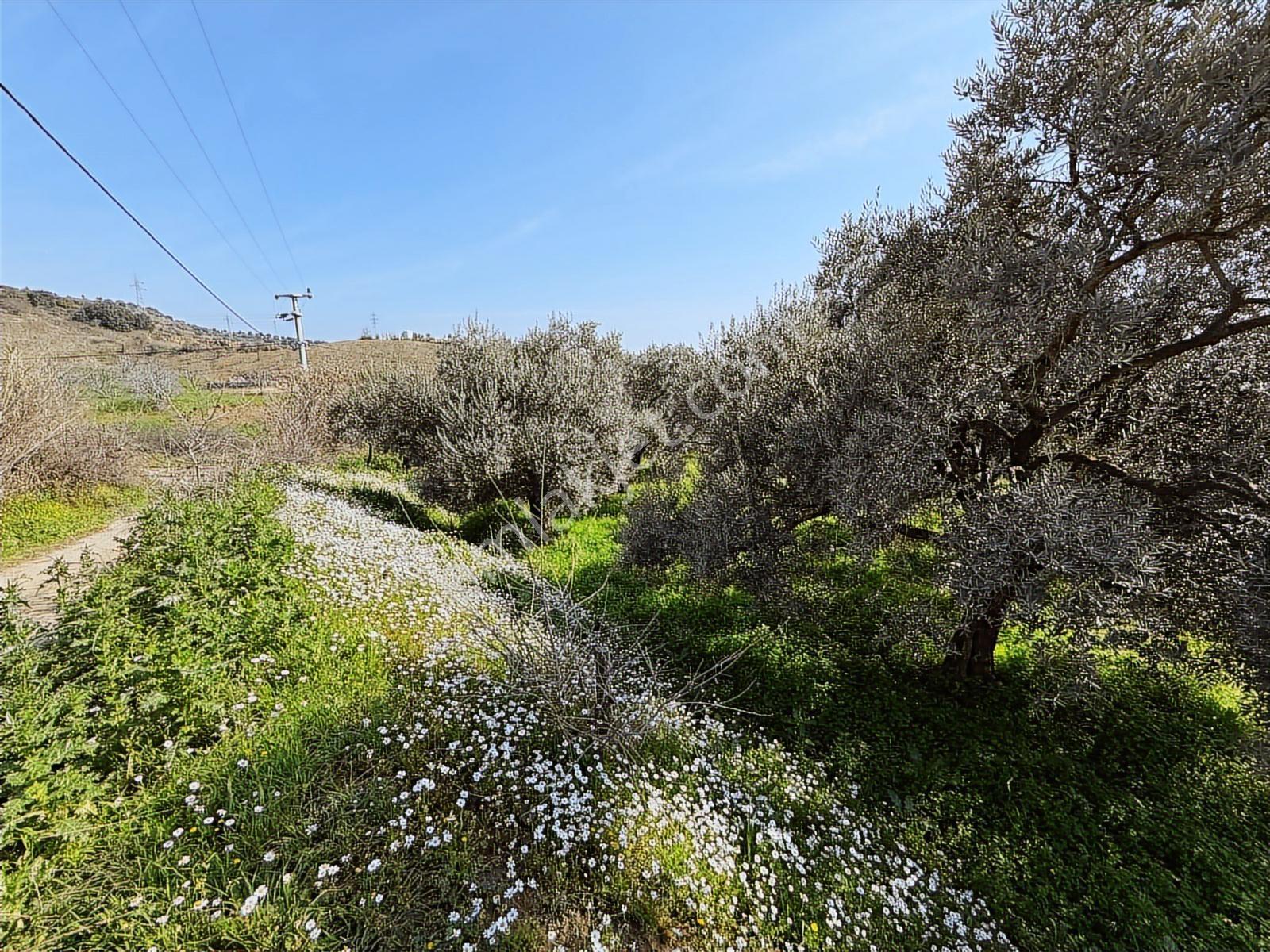 Aydın Söke Argavlı'da Satılık.. Zeytin,incir Bahçesi.... — fotoğraf 23
