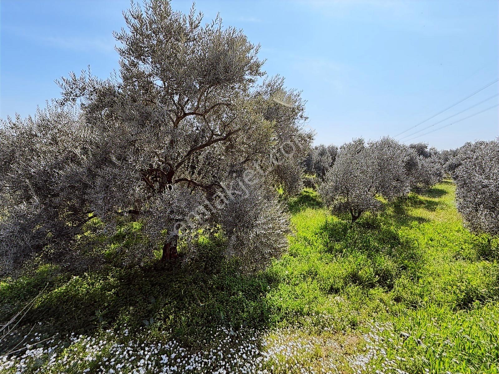 Aydın Söke Argavlı'da Satılık.. Zeytin,incir Bahçesi.... — fotoğraf 25