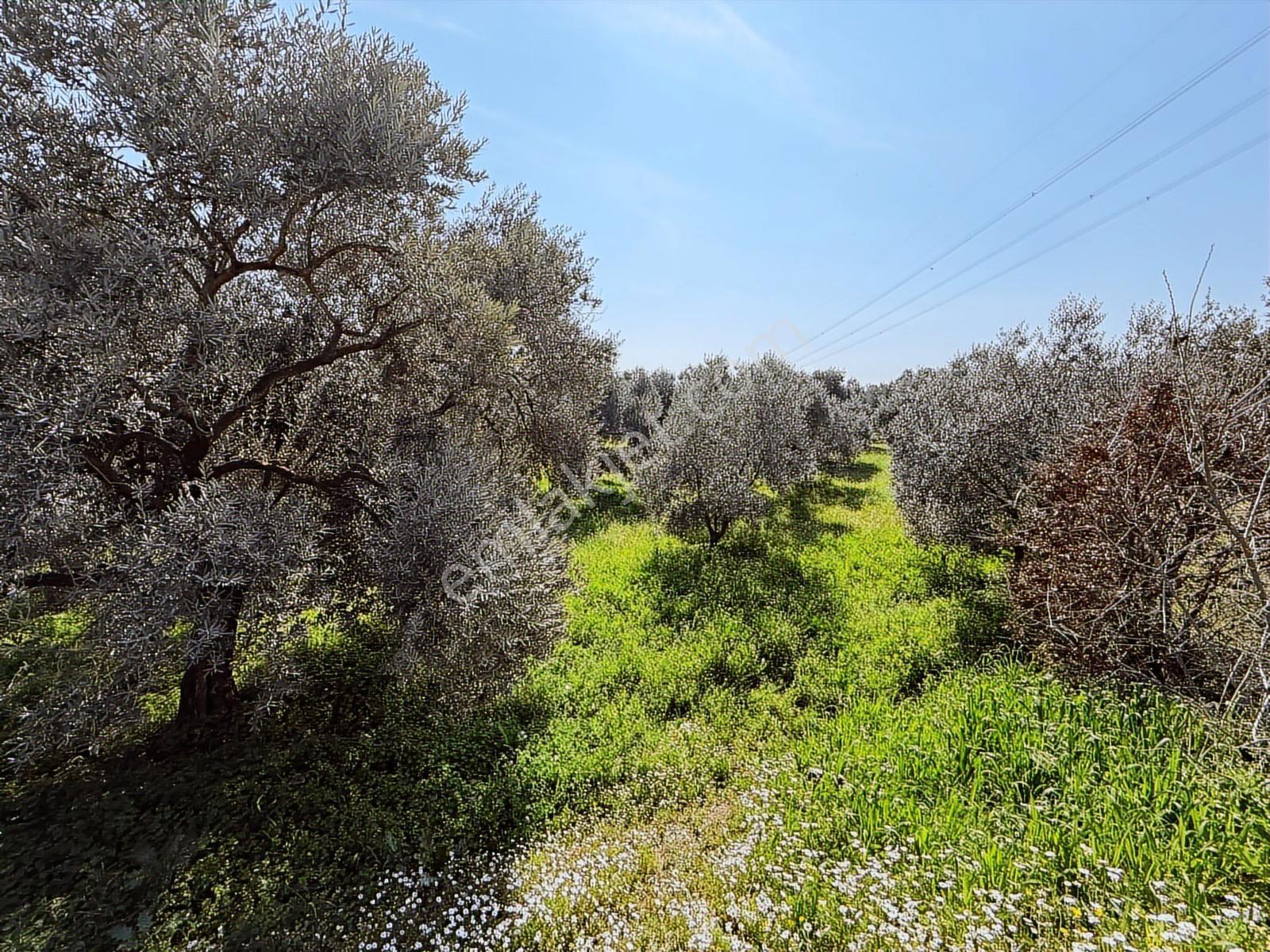 Aydın Söke Argavlı'da Satılık.. Zeytin,incir Bahçesi.... — fotoğraf 26