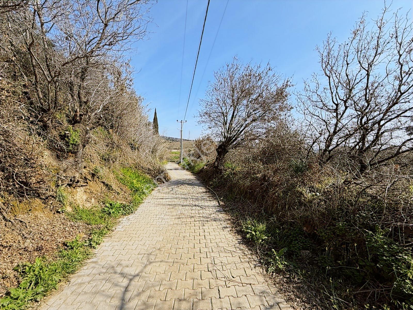 Aydın Söke Argavlı'da Satılık.. Zeytin,incir Bahçesi.... — fotoğraf 27