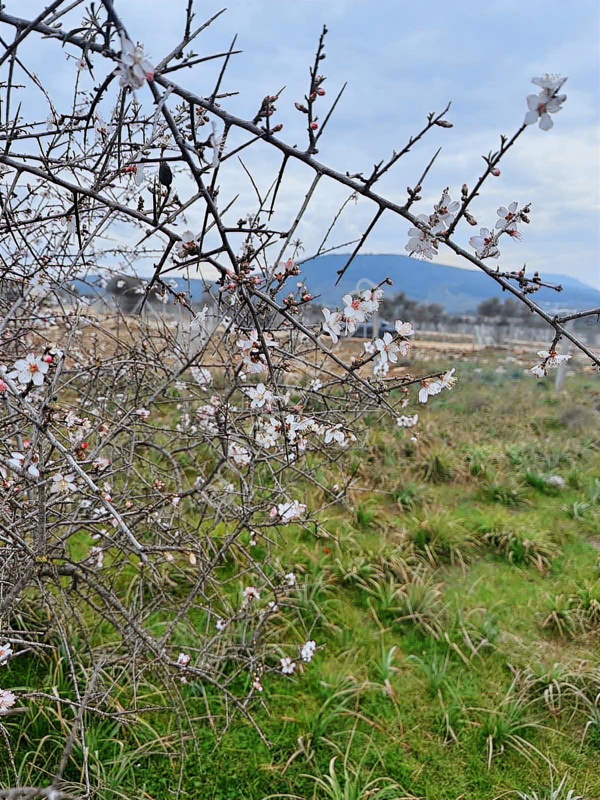 Berk Emlak'tan Menderes Çakaltepede Satılık Bahçe — fotoğraf 8