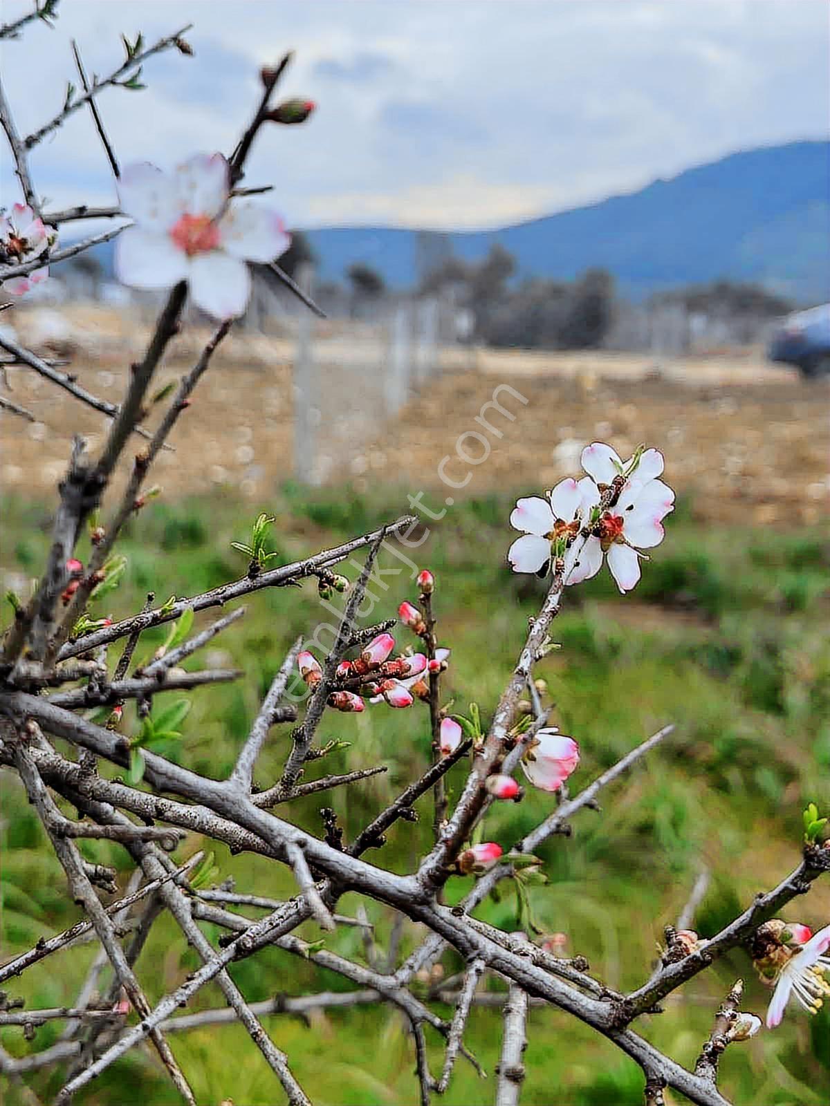 Berk Emlak'tan Menderes Çakaltepede Satılık Bahçe — fotoğraf 17
