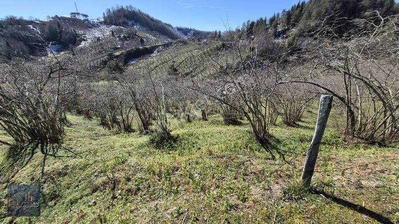 Uzman Emlak'tan Satılık Yol Kenarı Fındık Bahçesi — fotoğraf 20