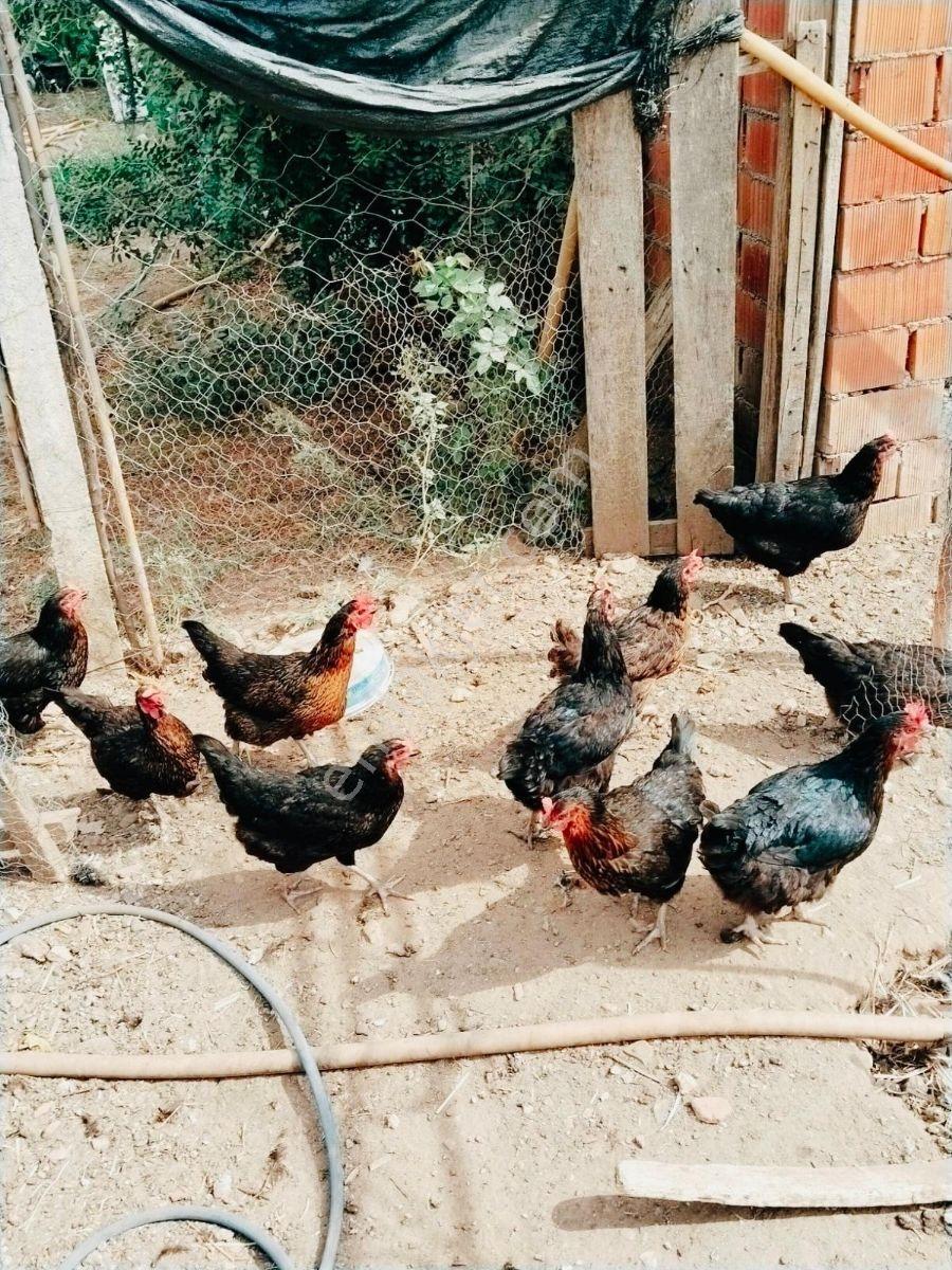 Ahmetli Gökkayada Satılık Hobi Bahçesi — fotoğraf 3