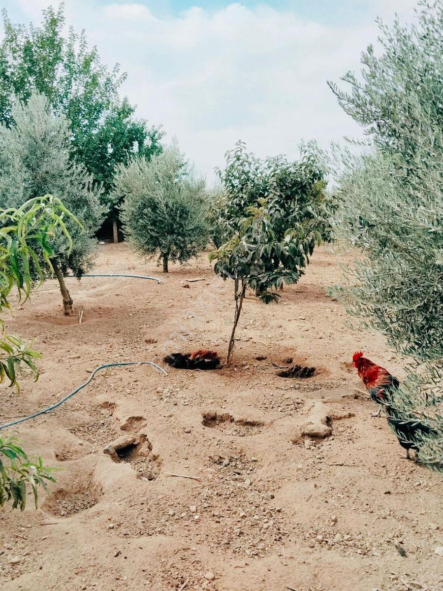 Ahmetli Gökkayada Satılık Hobi Bahçesi — fotoğraf 6