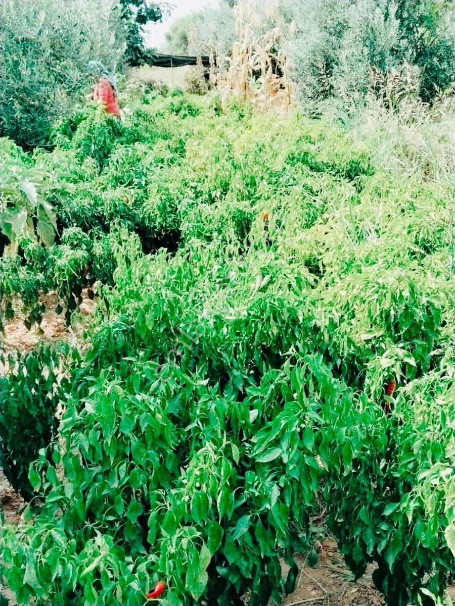 Ahmetli Gökkayada Satılık Hobi Bahçesi — fotoğraf 10