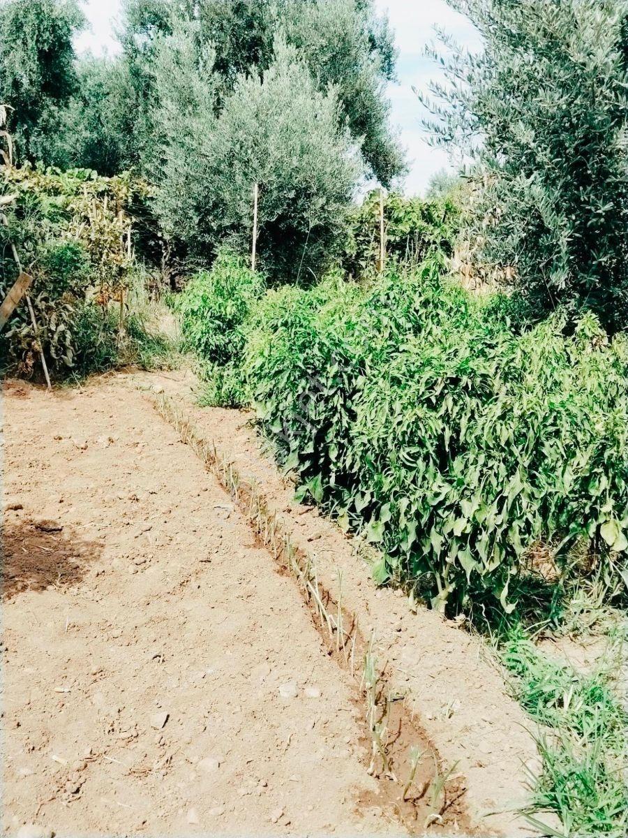 Ahmetli Gökkayada Satılık Hobi Bahçesi — fotoğraf 11