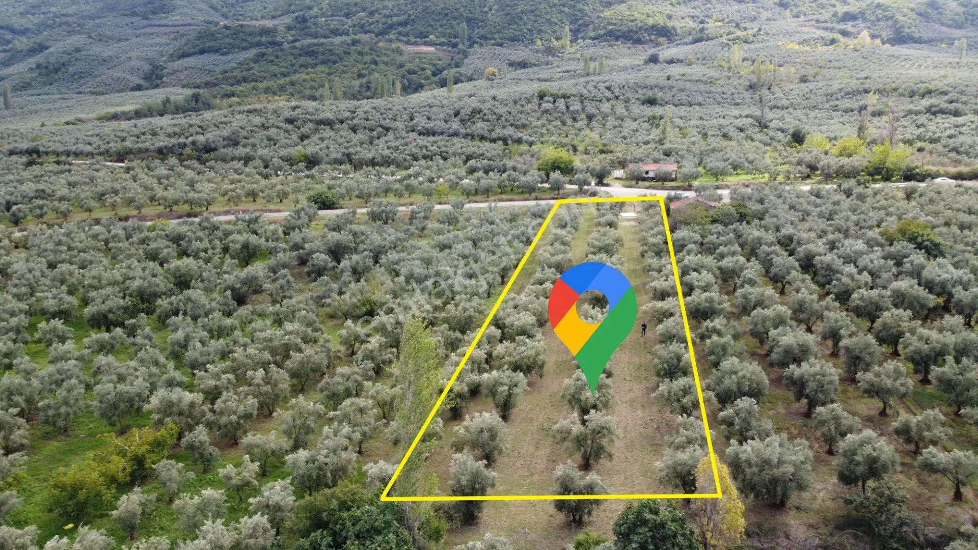 Beka'dan Sölöz Köyünde Asfalt Cepheli Göl Manzaralı Köye Yakın 2499 M2 Zeytinlik — fotoğraf 3