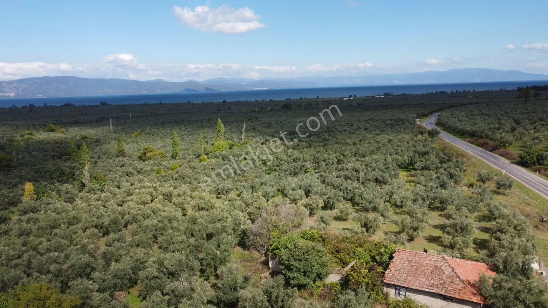 Beka'dan Sölöz Köyünde Asfalt Cepheli Göl Manzaralı Köye Yakın 2499 M2 Zeytinlik — fotoğraf 5
