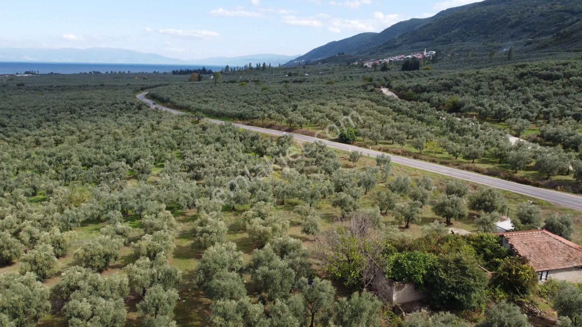 Beka'dan Sölöz Köyünde Asfalt Cepheli Göl Manzaralı Köye Yakın 2499 M2 Zeytinlik — fotoğraf 6