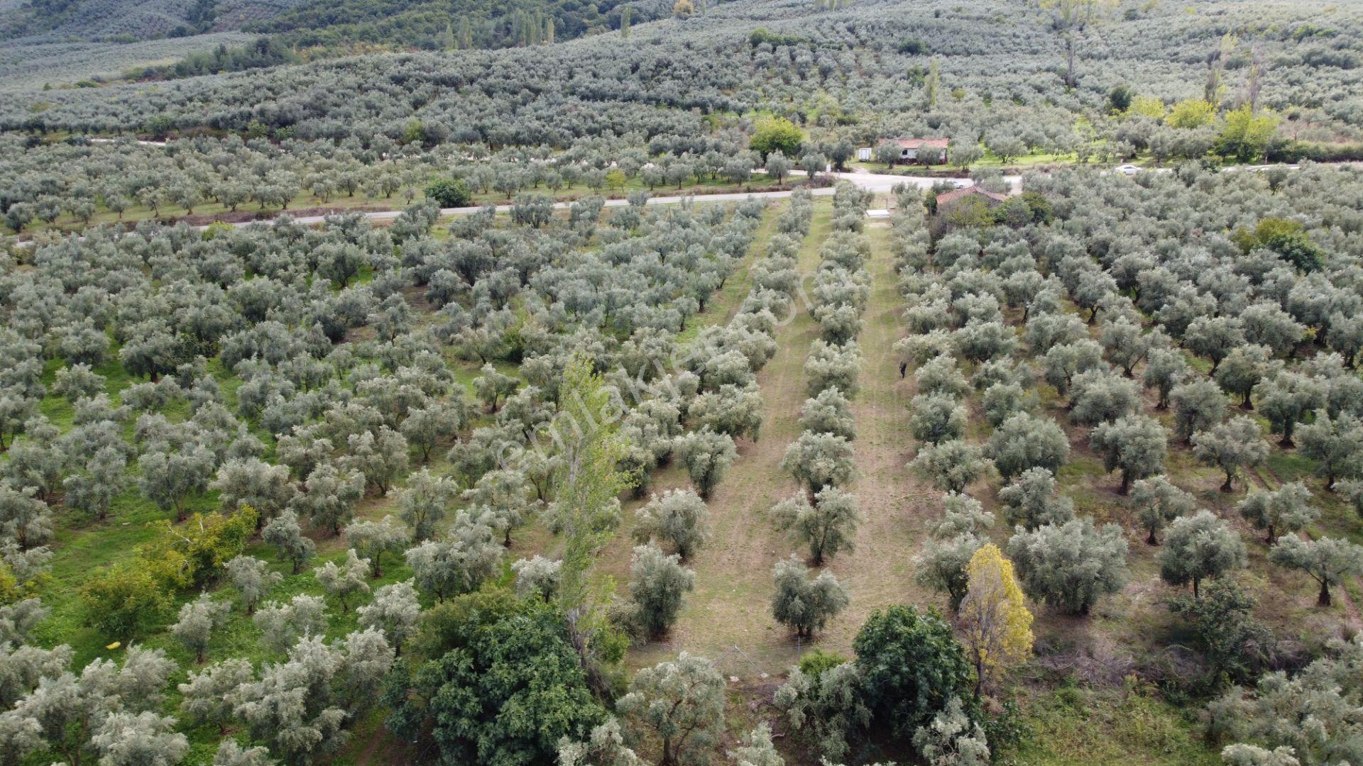 Beka'dan Sölöz Köyünde Asfalt Cepheli Göl Manzaralı Köye Yakın 2499 M2 Zeytinlik — fotoğraf 7