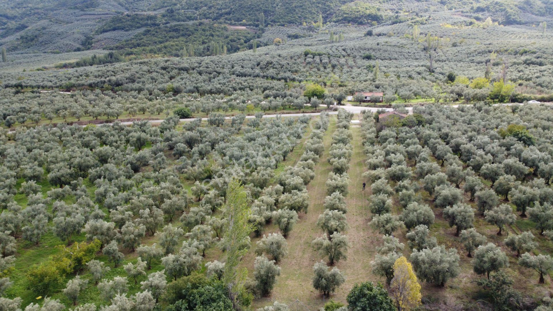 Beka'dan Sölöz Köyünde Asfalt Cepheli Göl Manzaralı Köye Yakın 2499 M2 Zeytinlik — fotoğraf 8