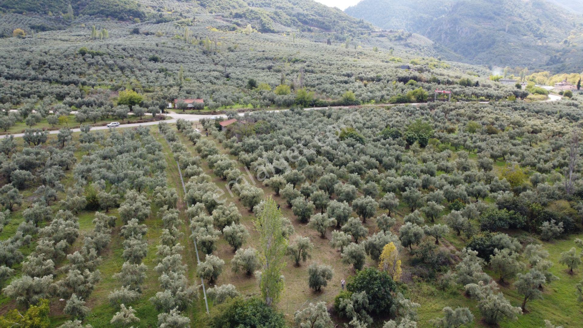 Beka'dan Sölöz Köyünde Asfalt Cepheli Göl Manzaralı Köye Yakın 2499 M2 Zeytinlik — fotoğraf 9