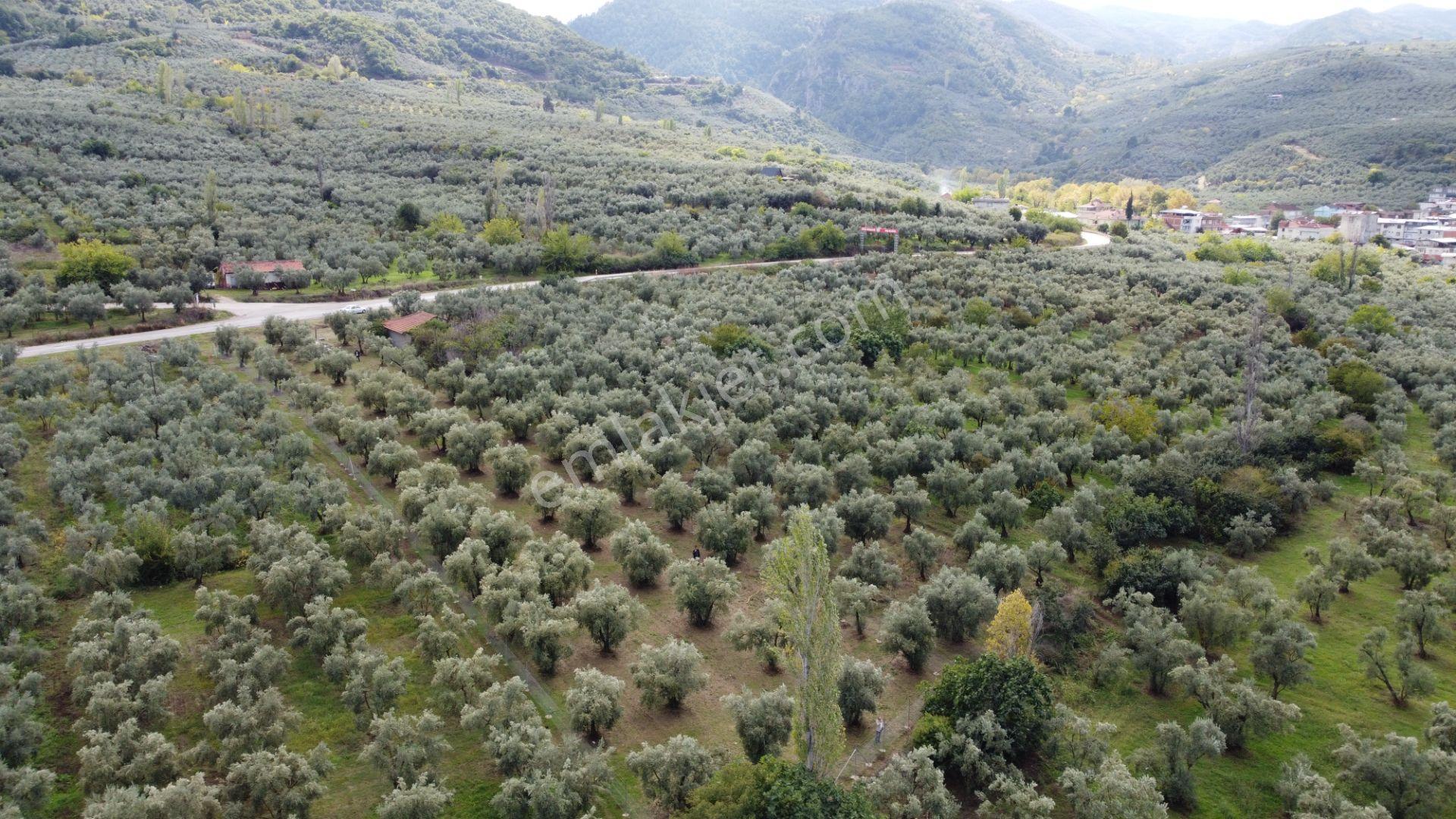 Beka'dan Sölöz Köyünde Asfalt Cepheli Göl Manzaralı Köye Yakın 2499 M2 Zeytinlik — fotoğraf 10