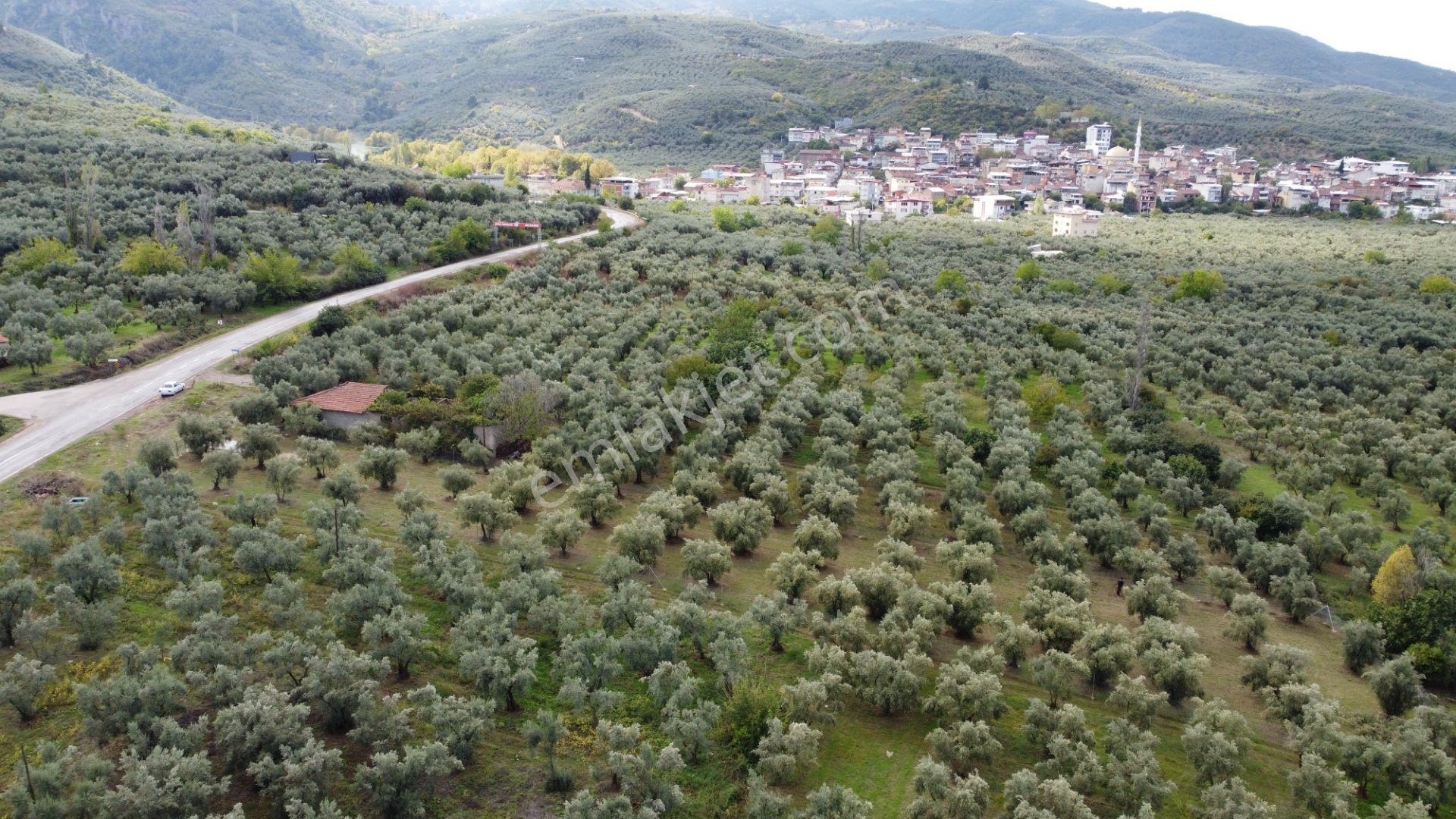Beka'dan Sölöz Köyünde Asfalt Cepheli Göl Manzaralı Köye Yakın 2499 M2 Zeytinlik — fotoğraf 11