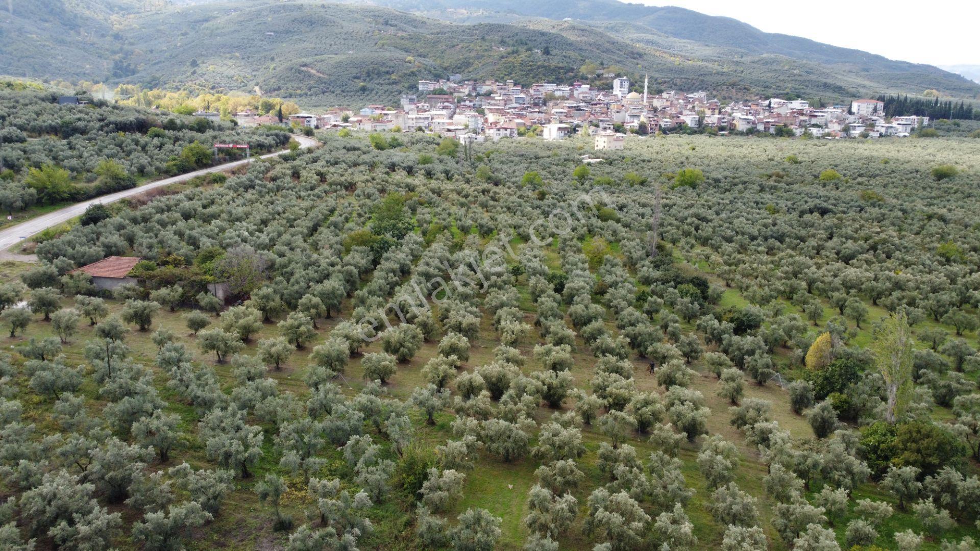 Beka'dan Sölöz Köyünde Asfalt Cepheli Göl Manzaralı Köye Yakın 2499 M2 Zeytinlik — fotoğraf 12
