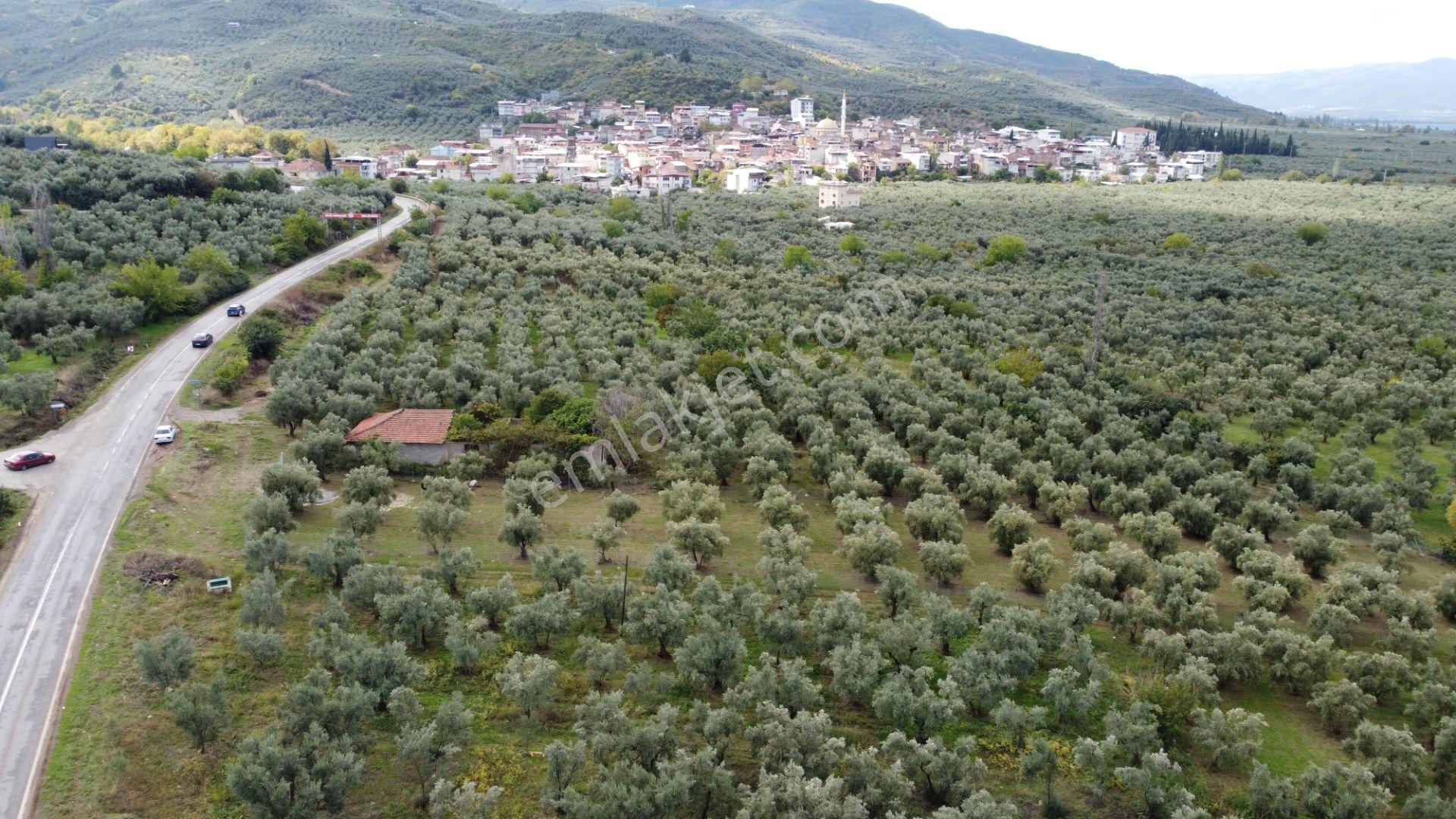 Beka'dan Sölöz Köyünde Asfalt Cepheli Göl Manzaralı Köye Yakın 2499 M2 Zeytinlik — fotoğraf 13