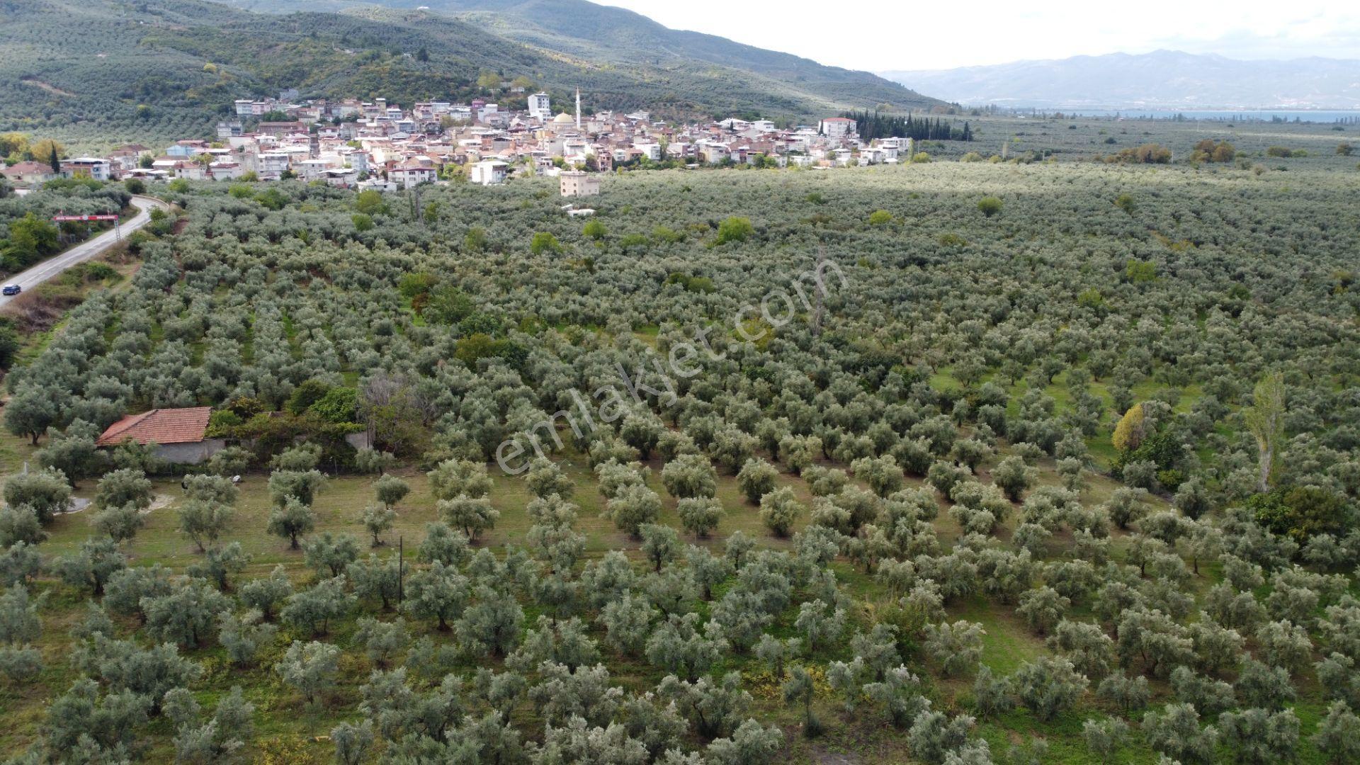 Beka'dan Sölöz Köyünde Asfalt Cepheli Göl Manzaralı Köye Yakın 2499 M2 Zeytinlik — fotoğraf 14
