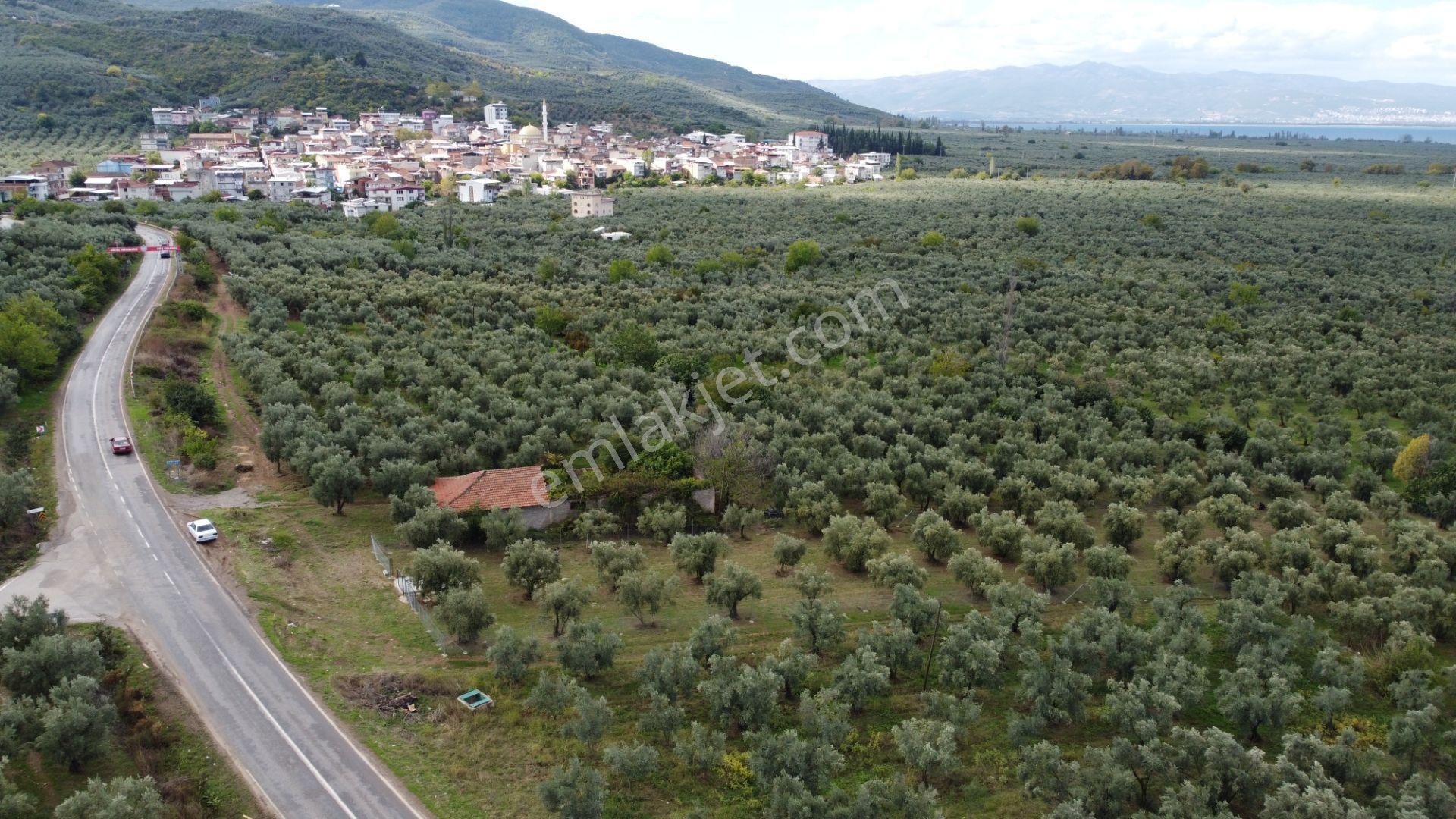 Beka'dan Sölöz Köyünde Asfalt Cepheli Göl Manzaralı Köye Yakın 2499 M2 Zeytinlik — fotoğraf 15